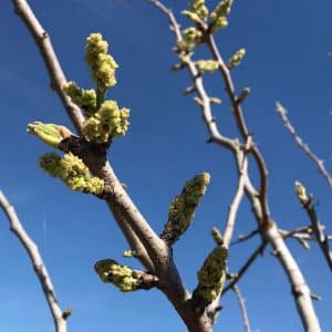 Apariencia del arbol del pistacho en floración