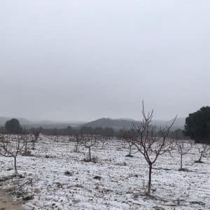 Apariencia del arbol del pistacho en invierno