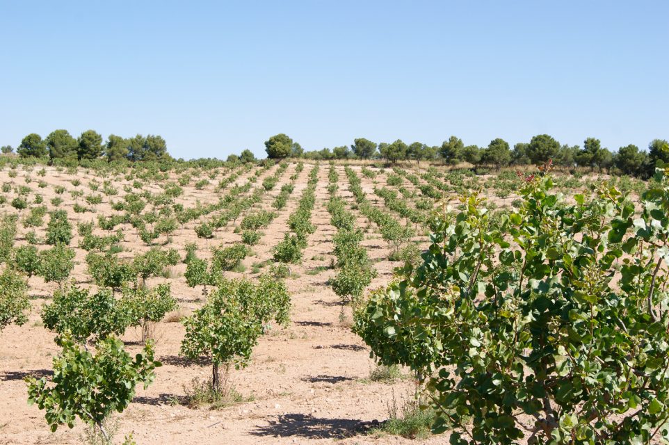 El clima mediterraneo favorece el cultivo de pistachos